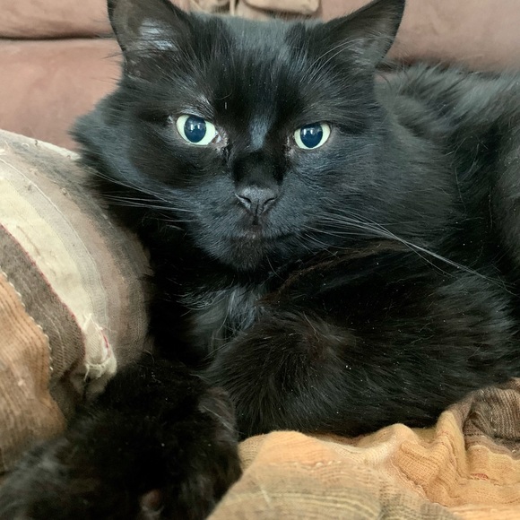 Meet your Posher, Angela - Picture 7 of 8